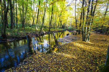 Sonbahar manzara. Renkli Sonbahar Doğa sahne.