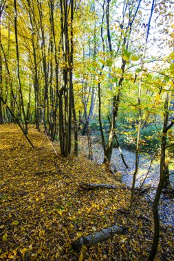 Sonbahar manzara. Renkli Sonbahar Doğa sahne.