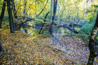 Sonbahar manzara. Renkli Sonbahar Doğa sahne.