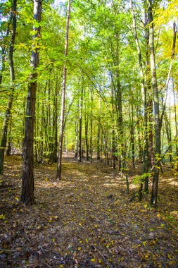Sonbahar manzara. Renkli Sonbahar Doğa sahne.