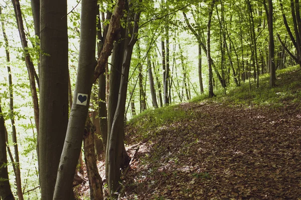 Klidného Lesa Létě Bieszczady Regionu Polsko Evropa — Stock fotografie