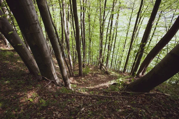 Bieszczady 地区的和平森林 — 图库照片