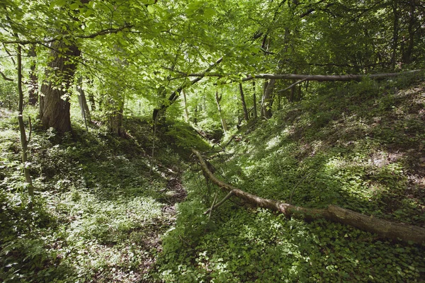 Klidného Lesa Létě Bieszczady Regionu Polsko Evropa — Stock fotografie