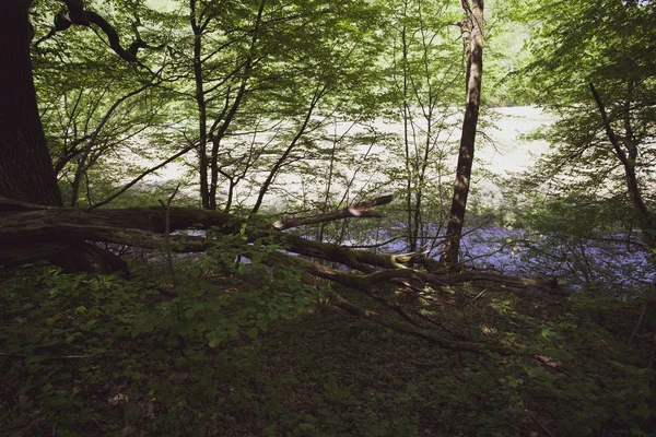 Floresta Pacífica Verão Região Bieszczady Polônia Europa — Fotografia de Stock