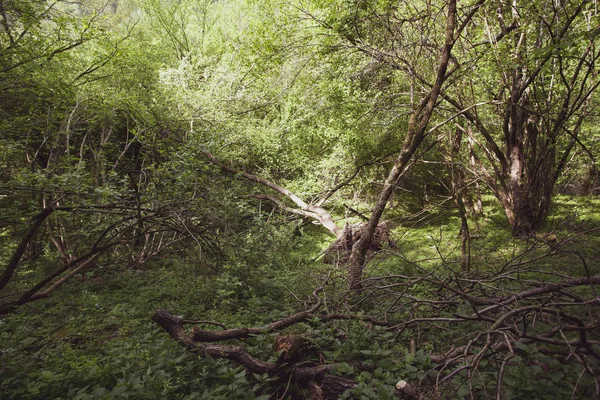 Floresta Pacífica Verão Região Bieszczady Polônia Europa — Fotografia de Stock