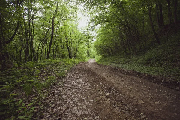 Peaceful Forest Summer Bieszczady Region Poland Europe — Stock Photo, Image