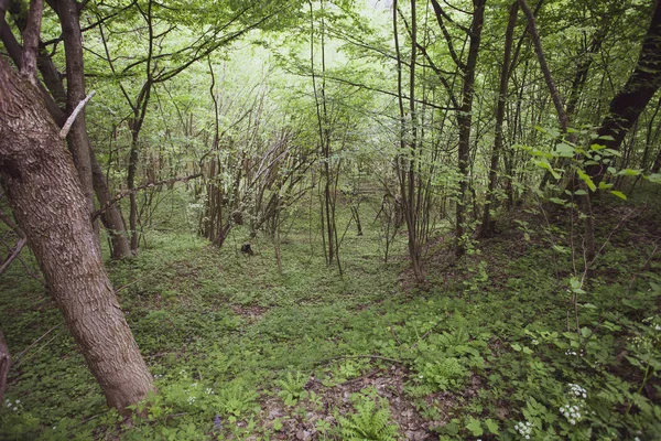 Γαλήνιο Δάσος Του Καλοκαιριού Bieszczady Περιοχή Πολωνία Ευρώπη — Φωτογραφία Αρχείου