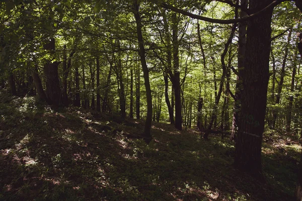 Klidného Lesa Létě Bieszczady Regionu Polsko Evropa — Stock fotografie