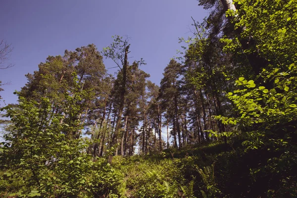 Bosque Pacífico Verano Región Bieszczady Polonia Europa —  Fotos de Stock