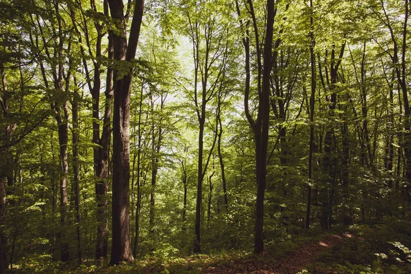 Floresta Pacífica Verão Região Bieszczady Polônia Europa — Fotografia de Stock