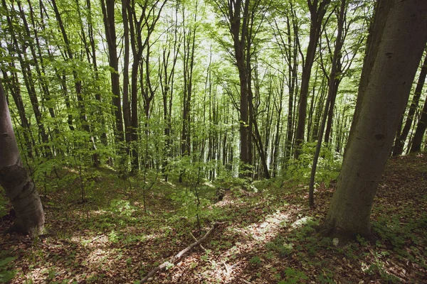 Cichego Lasu Europie Region Polska Bieszczady Latem — Zdjęcie stockowe