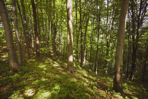 Мирный лес летом Бещады, Польша, Европа
