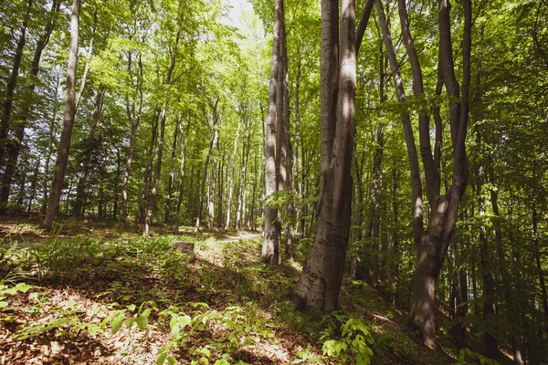 Bieszczady 地区的和平森林 — 图库照片