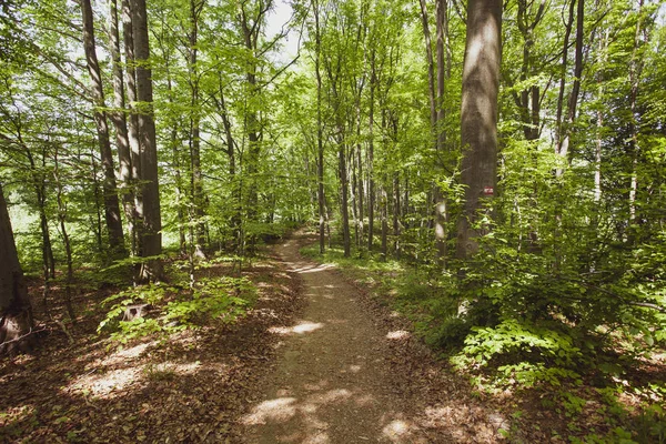 Bosque Pacífico Verano Región Bieszczady Polonia Europa — Foto de Stock