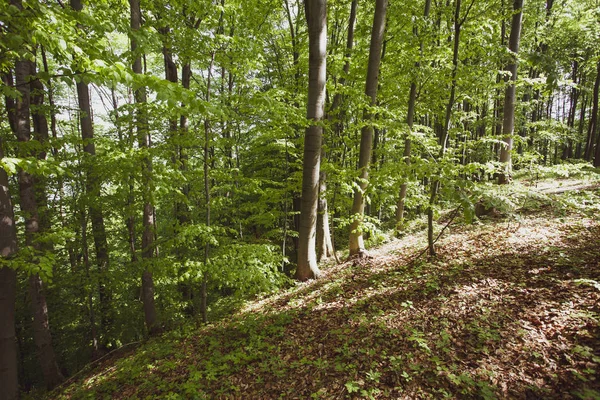 Bosque Pacífico Verano Región Bieszczady Polonia Europa —  Fotos de Stock