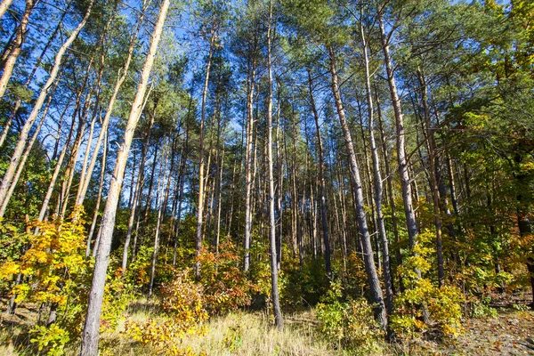 Paisaje Colorido Otoño Escena Naturaleza —  Fotos de Stock