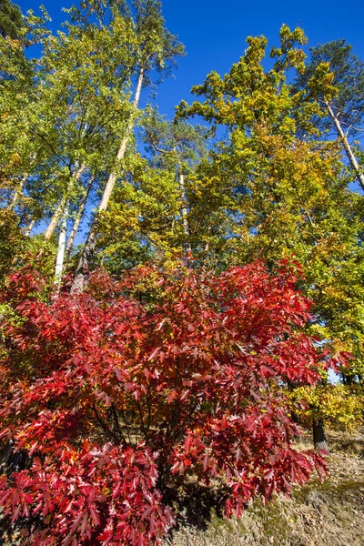 Paisaje Colorido Otoño Escena Naturaleza — Foto de Stock