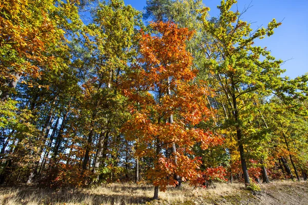 Paisaje Colorido Otoño Escena Naturaleza — Foto de Stock