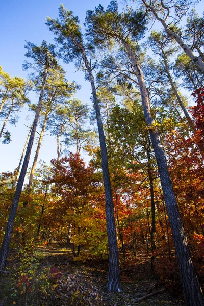 Paisagem Queda Cena Natureza Queda Colorida — Fotografia de Stock