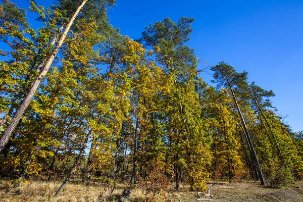 Paisaje Colorido Otoño Escena Naturaleza —  Fotos de Stock