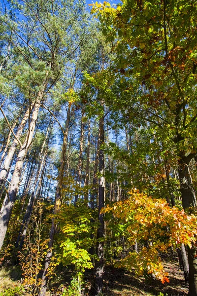 Herbstlandschaft Bunte Herbstlandschaft — Stockfoto