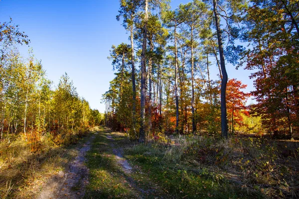 Paisaje Colorido Otoño Escena Naturaleza — Foto de Stock