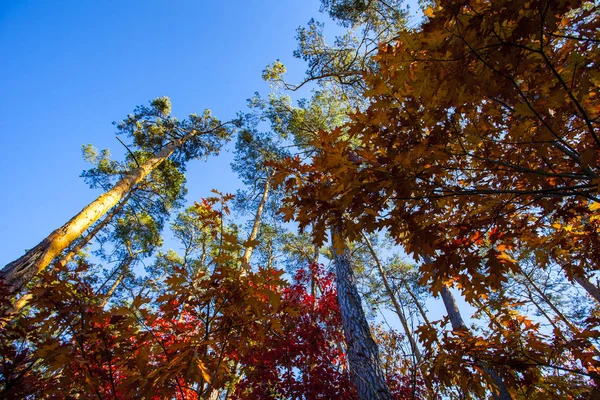 Paisaje Colorido Otoño Escena Naturaleza — Foto de Stock