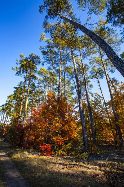 Paisaje Colorido Otoño Escena Naturaleza — Foto de Stock