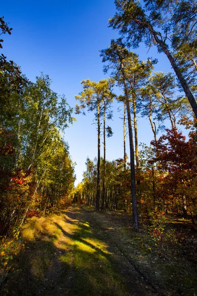 Hösten Landskap Färgglad Höst Natur Scen — Stockfoto