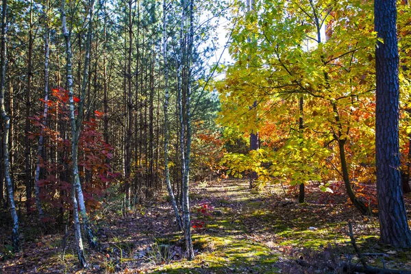 Paisaje Colorido Otoño Escena Naturaleza — Foto de Stock