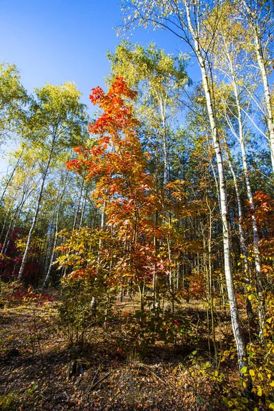 Herbstlandschaft Bunte Herbstlandschaft — Stockfoto