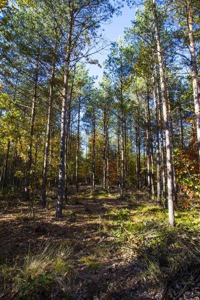 Hösten Landskap Färgglad Höst Natur Scen — Stockfoto