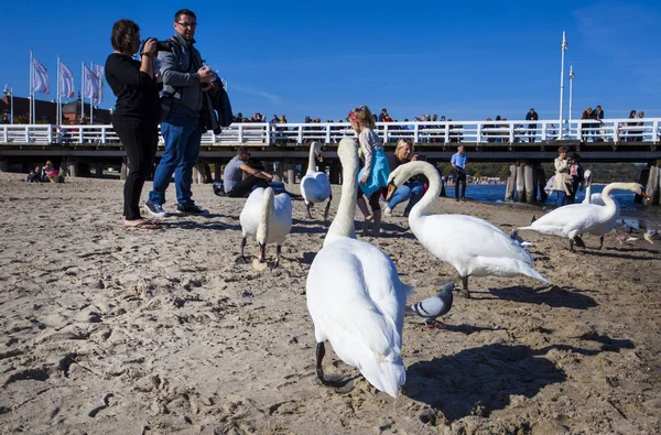 Sopot Poland October 2018 Sea Coast Sopot City — Stock Photo, Image