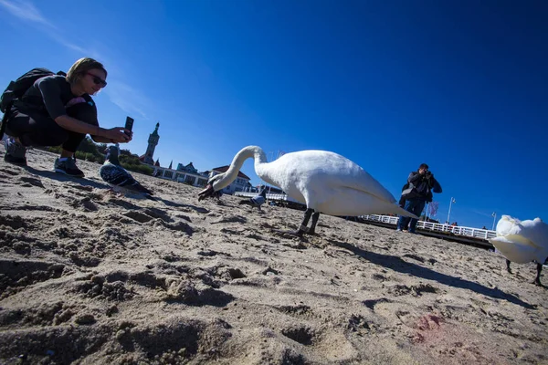 Sopot Polen Oktober 2018 Zeekust Sopot Stad — Stockfoto