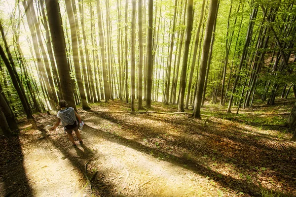 A bright lightened path in the forest with sunbeams