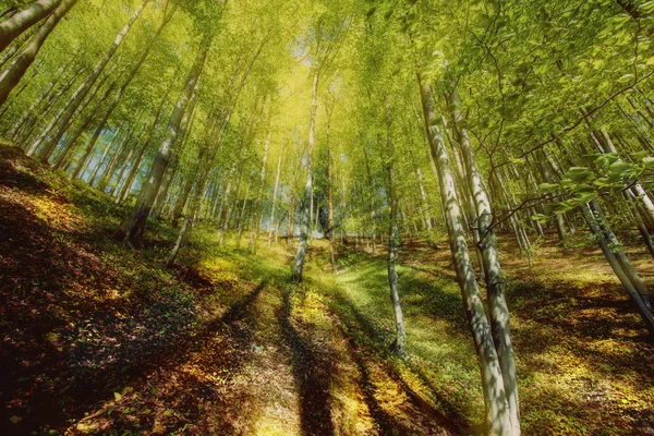Ένα Φωτεινό Φωτισμένο Μονοπάτι Στο Δάσος Ηλιακές Ακτίνες — Φωτογραφία Αρχείου