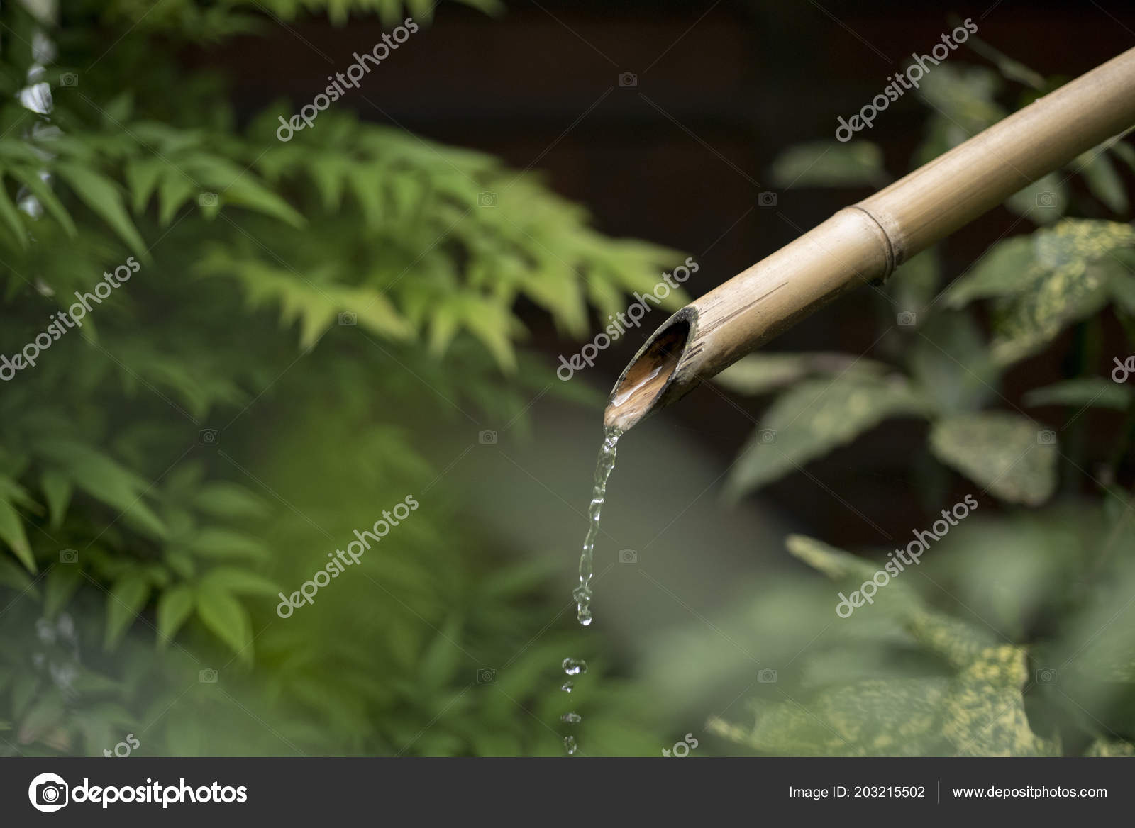 Bamboo Fountain Pouring Water Green Nature Background Traditional Japanese Garden Stock Photo Bamboo Fountain Pouring Water Green Nature Background Traditional Japanese Garden Stock Photo