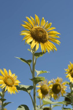 Ayçiçeği closeup güzel güneşli yaz gün. Mavi gökyüzü arka plan üzerinde sarı çiçek.