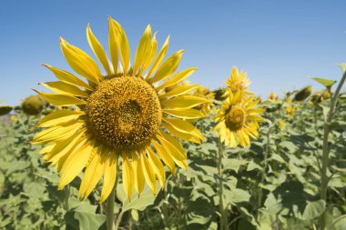 Güzel ayçiçeği yeşil kırsal manzara modunda kapatın. Güneşli mavi gökyüzü arka plan alanıyla sarı çiçek.