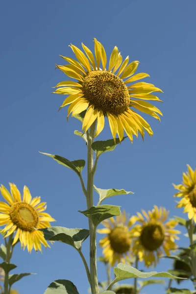 Ayçiçeği closeup güzel güneşli yaz gün. Mavi gökyüzü arka plan üzerinde sarı çiçek.