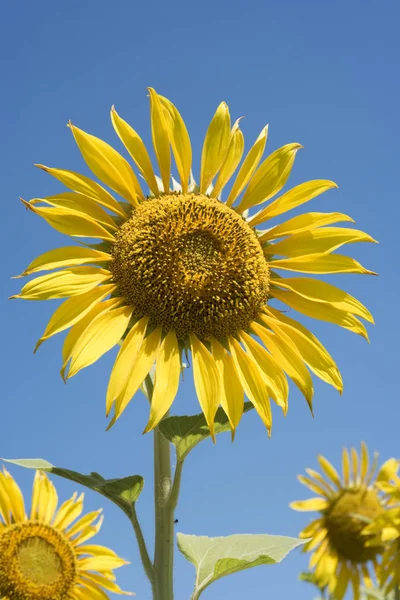 Ayçiçeği closeup güzel güneşli yaz gün. Mavi gökyüzü arka plan üzerinde sarı çiçek.