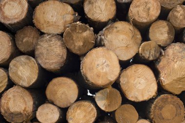 Ahşap günlük kazık, ahşap yığın doku arka plan. Ağaç Kereste Sanayi için ahşap ağaç gövdeleri kesilmiş. 