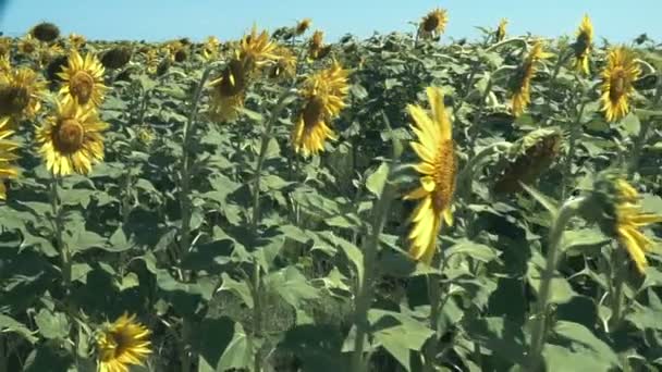 Sonnenblumenlandschaft Auf Grünem Land — Stockvideo