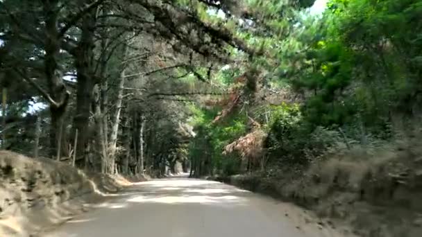 Auto Punto Vista Auto Foresta Strada Paesaggio — Video Stock