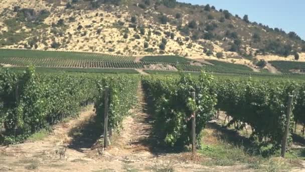 Linhas Plantas Uva Bela Paisagem Natureza Colinas Vinhas Dia Quente — Vídeo de Stock