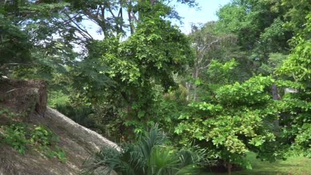 Verde Exuberante Paisaje Selva Con Plantas Árboles — Vídeo de stock