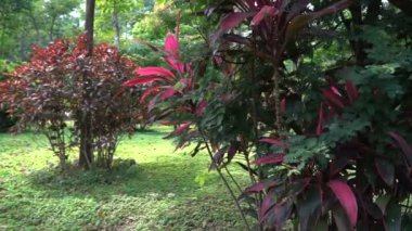 Egzotik yaprakları ile pembe Orman bitkilerin yakın çekim