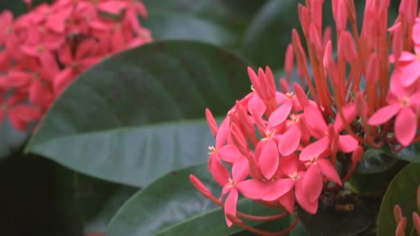 Nahaufnahme Von Exotischen Tropischen Blumen Dschungel Landschaft Freien Schöne Rosa — Stockvideo