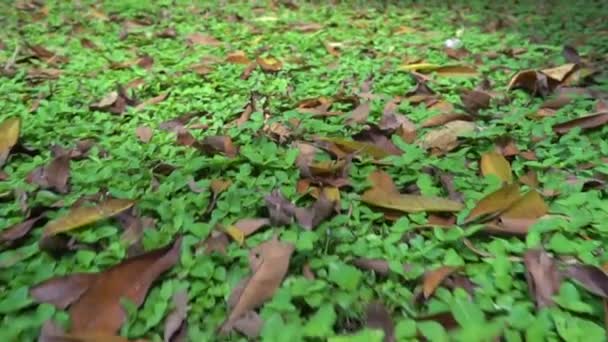 Paisagem Floresta Tropical Com Grama Verde Plantas — Vídeo de Stock