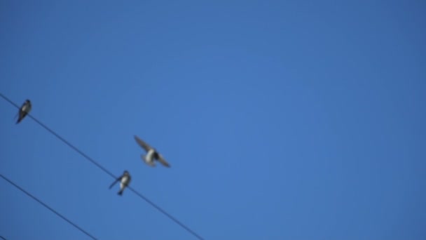 Pájaros Volando Cerca Cables Eléctricos Pequeñas Bandadas Aves Silvestres Alambre — Vídeo de stock